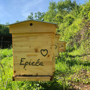 Épicéa