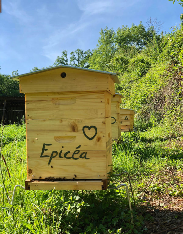 Épicéa