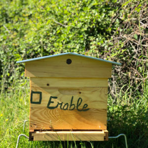 Érable