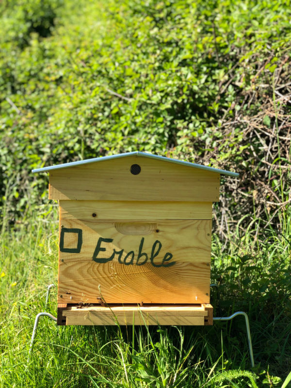 Érable