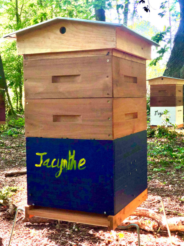 Jacynthe