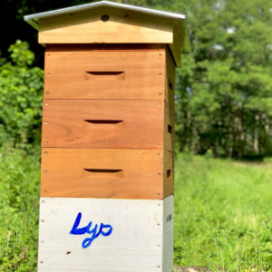 Lys