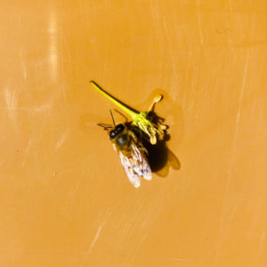 Marguerite – Image 2