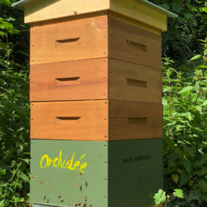 Orchidée