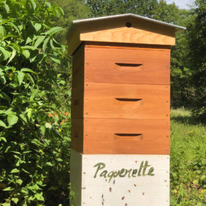 Paquerette