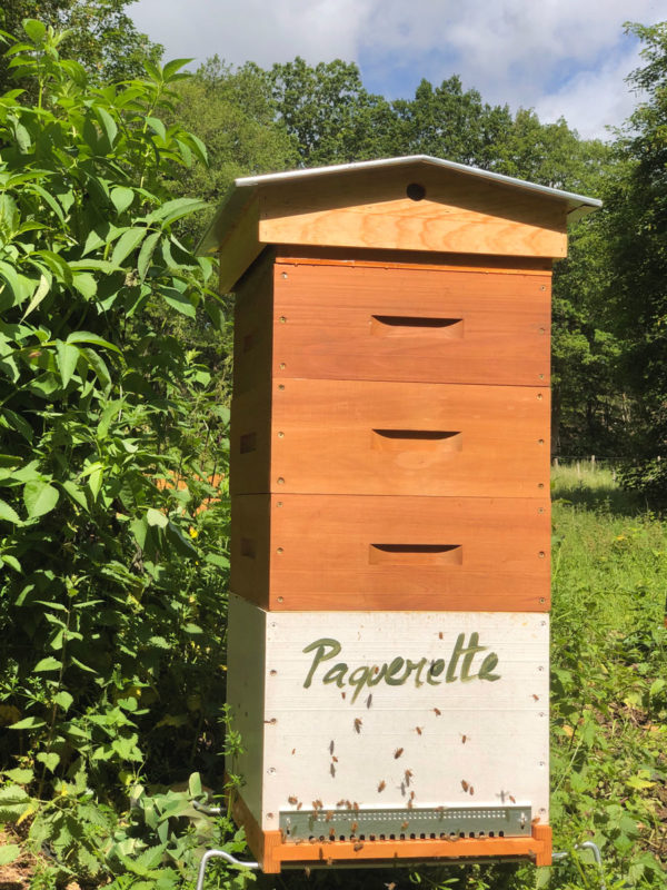 Paquerette