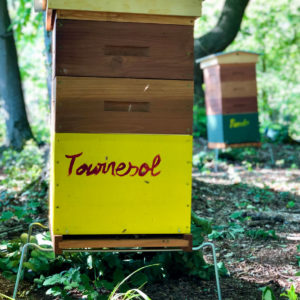 Tournesol
