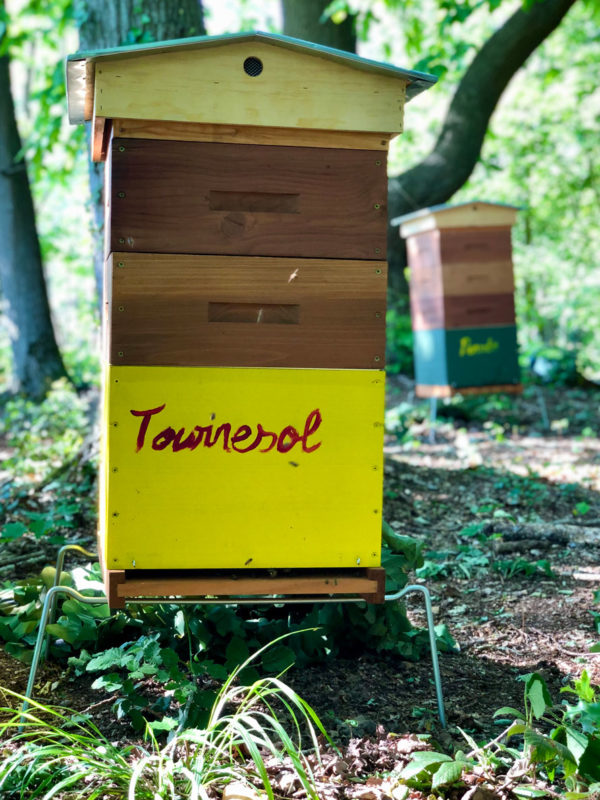 Tournesol