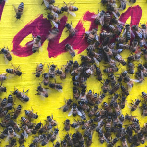 Tournesol – Image 2